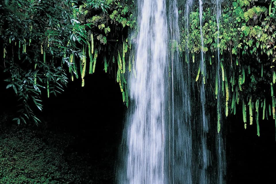 A waterfall cascading into a pool surrounded by dense green foliage.