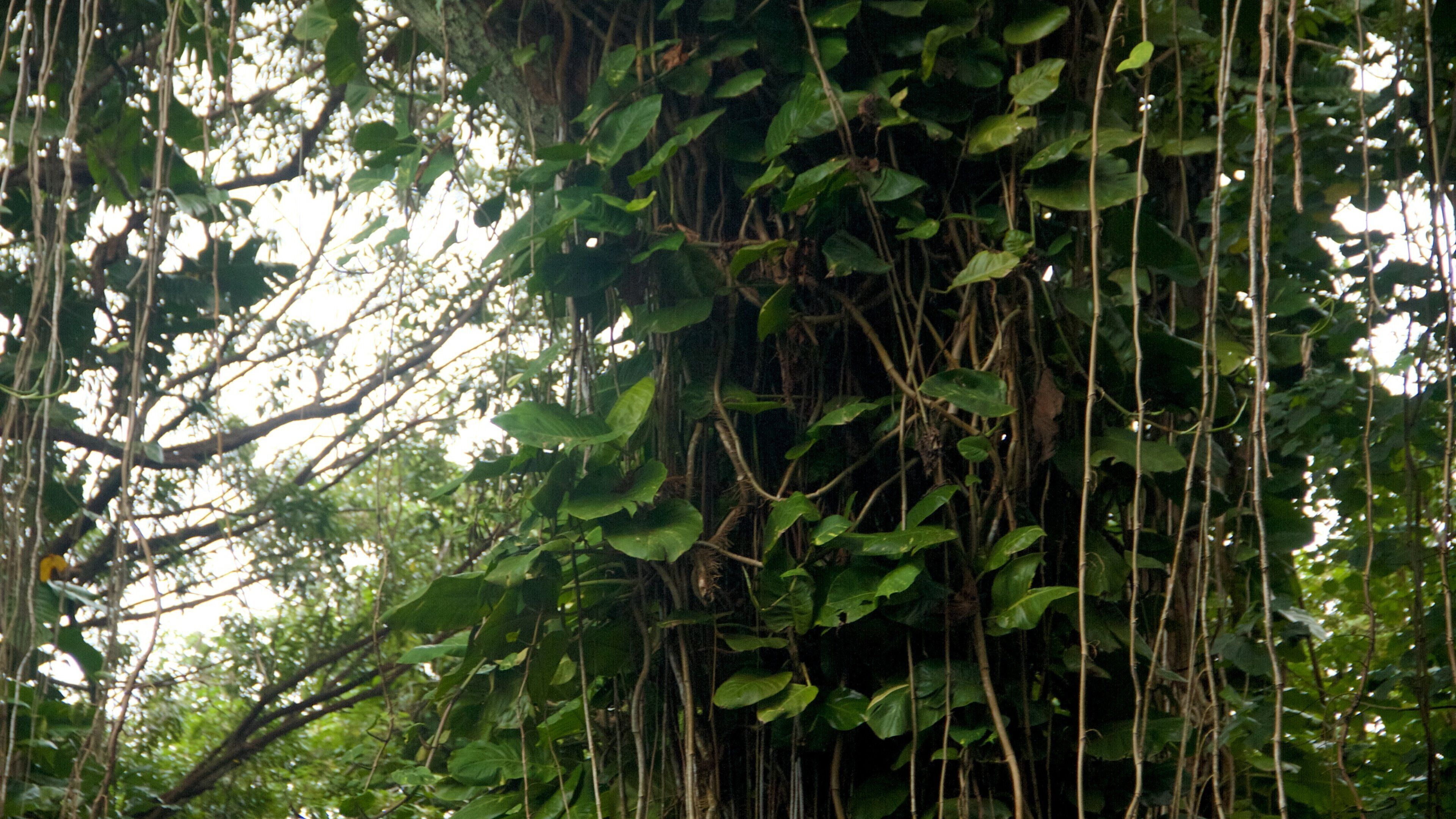 Tree Tunnel joka esittää metsät