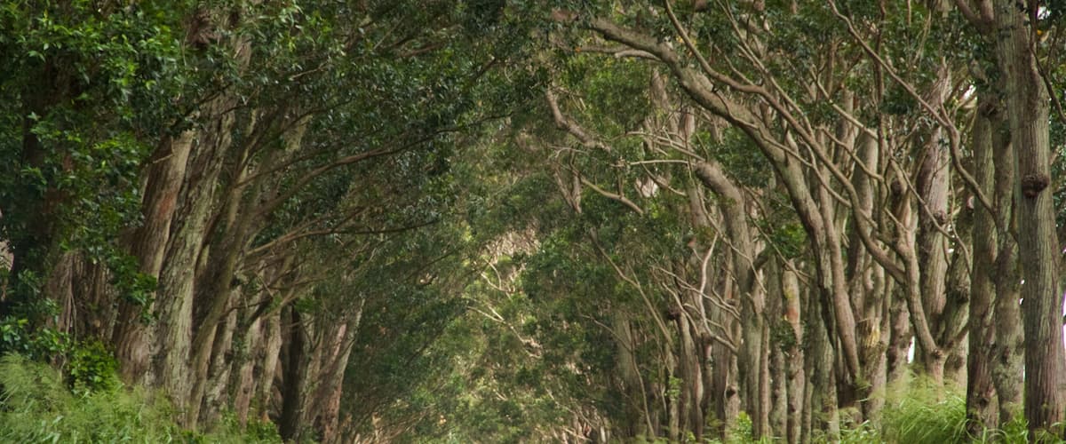 Tree Tunnel que incluye escenas forestales