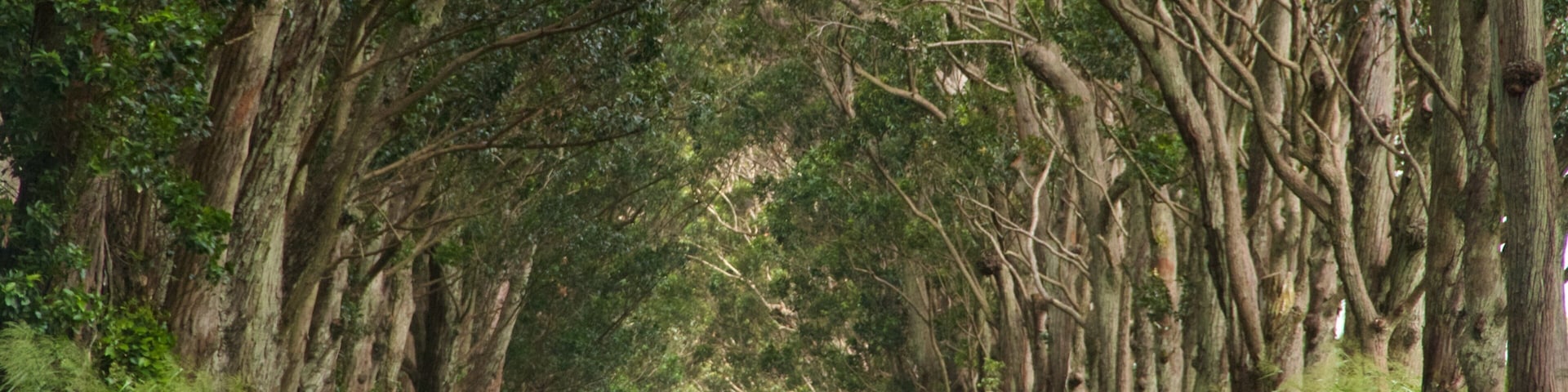 Tree Tunnel ofreciendo bosques