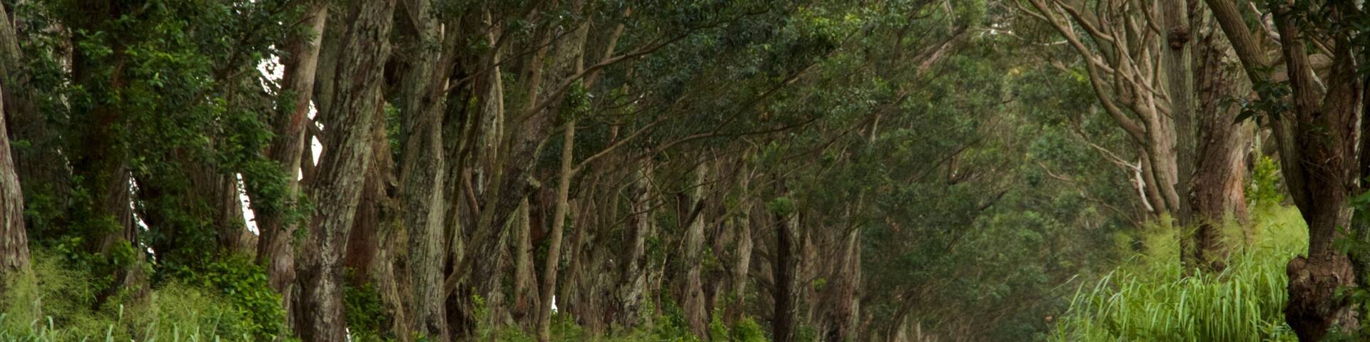 Tree Tunnel which includes forest scenes