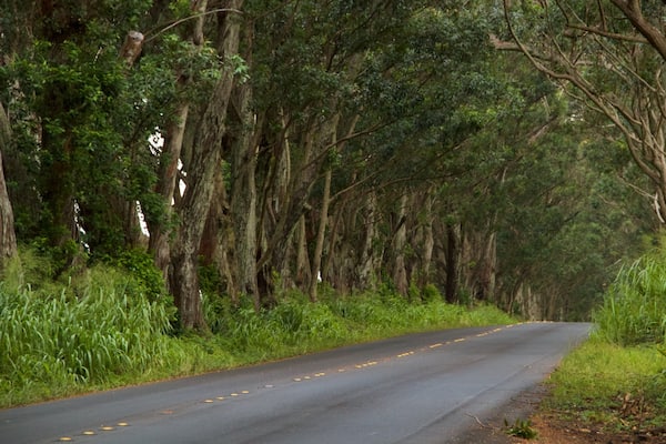 Tree Tunnel welches beinhaltet WĂ€lder