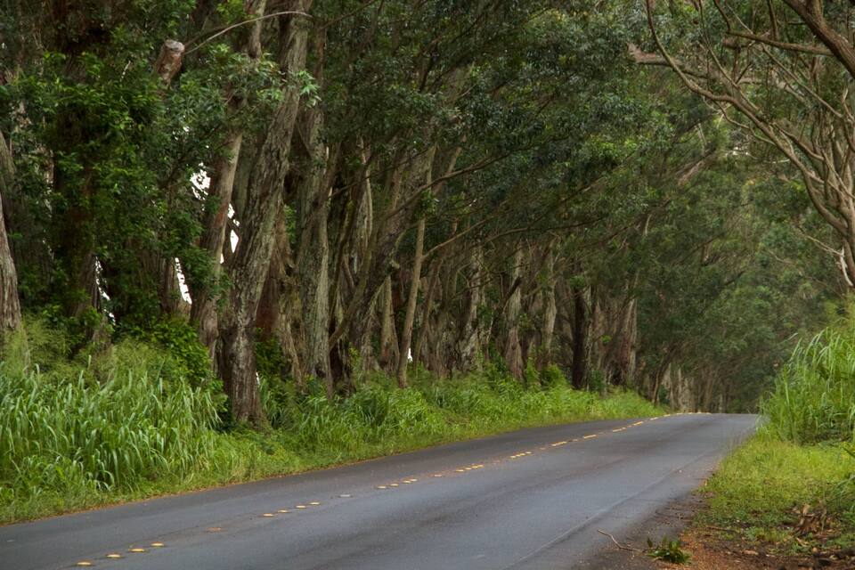 A road surrounded by tall trees and dense greenery.