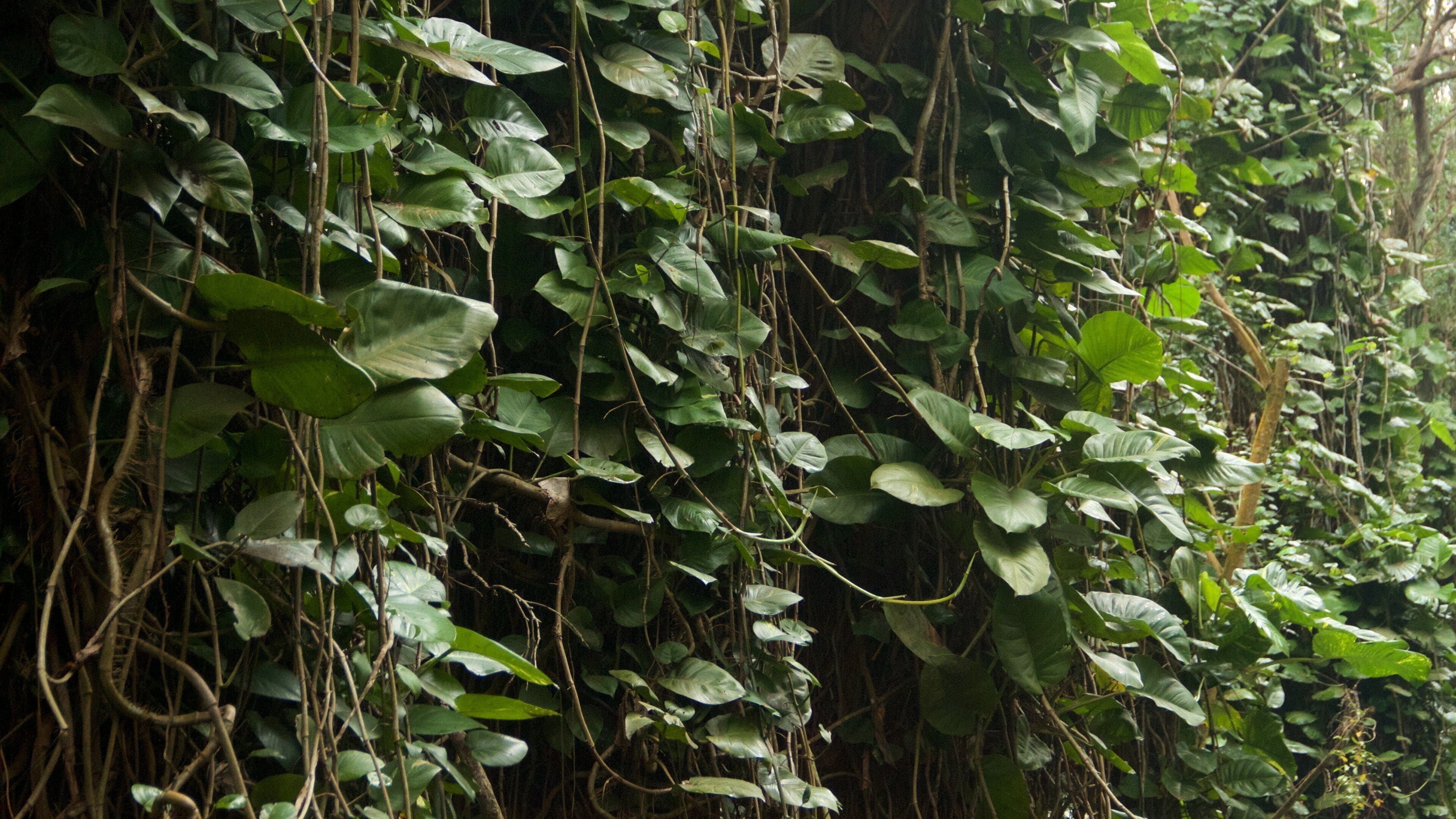 Tree Tunnel featuring forest scenes