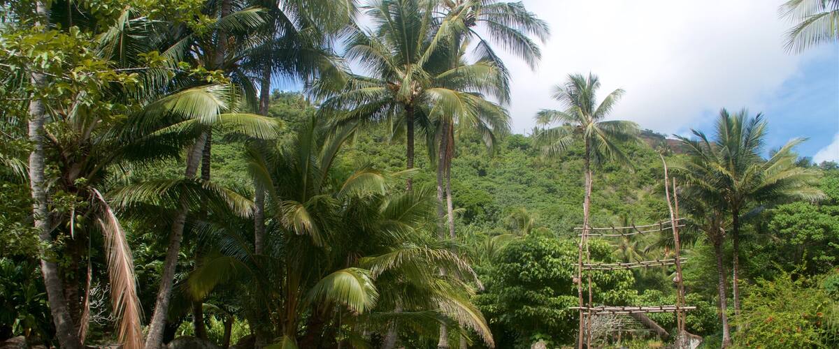 Kamokila Hawaiian Village featuring tropical scenes and a park