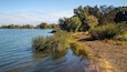 A calm lake with reeds in the foreground, a dirt path, and trees in the background.