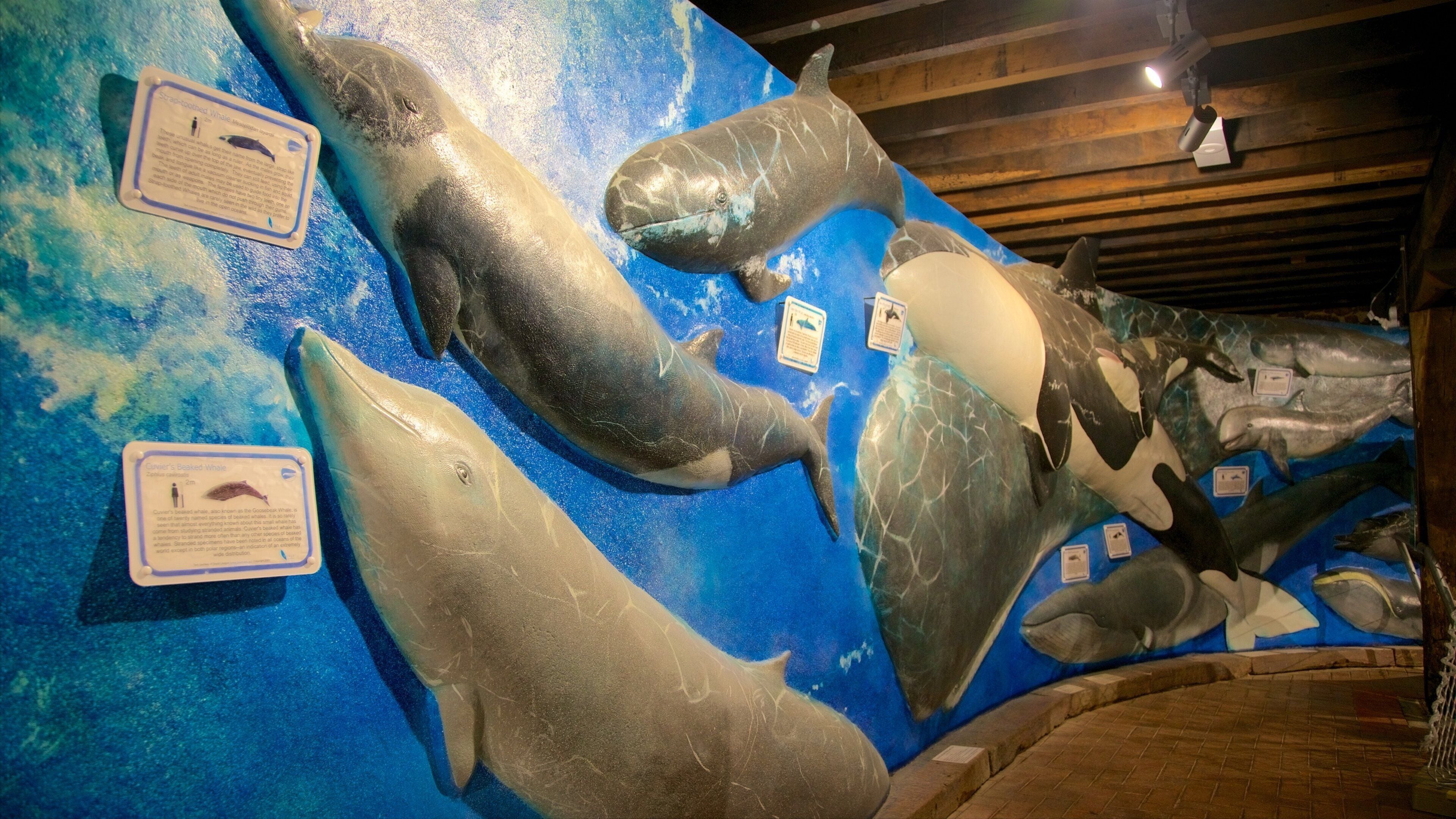 South Australian Whale Centre which includes interior views