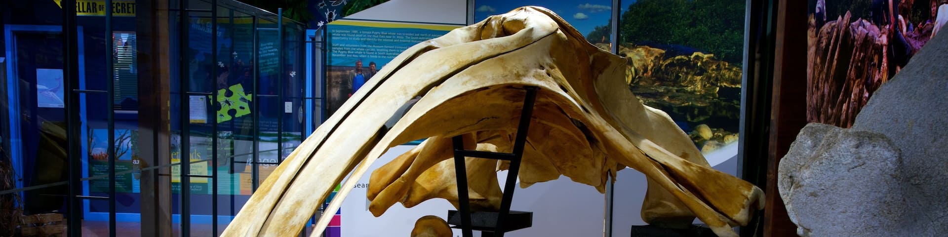A large whale skeleton on display in a museum.