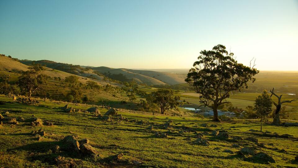 A grassy hillside with scattered rocks and a prominent tree in the foreground.