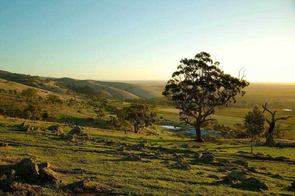 A grassy hillside with scattered rocks and a prominent tree in the foreground.