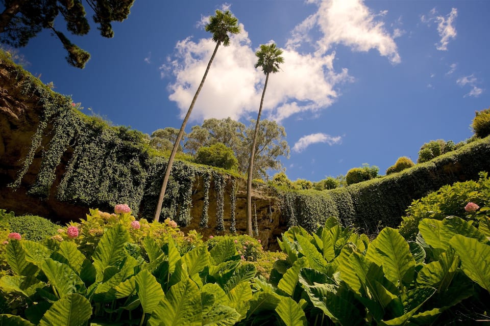 A lush garden with large green leaves, pink flowers, and tall palm trees against a clear blue sky.