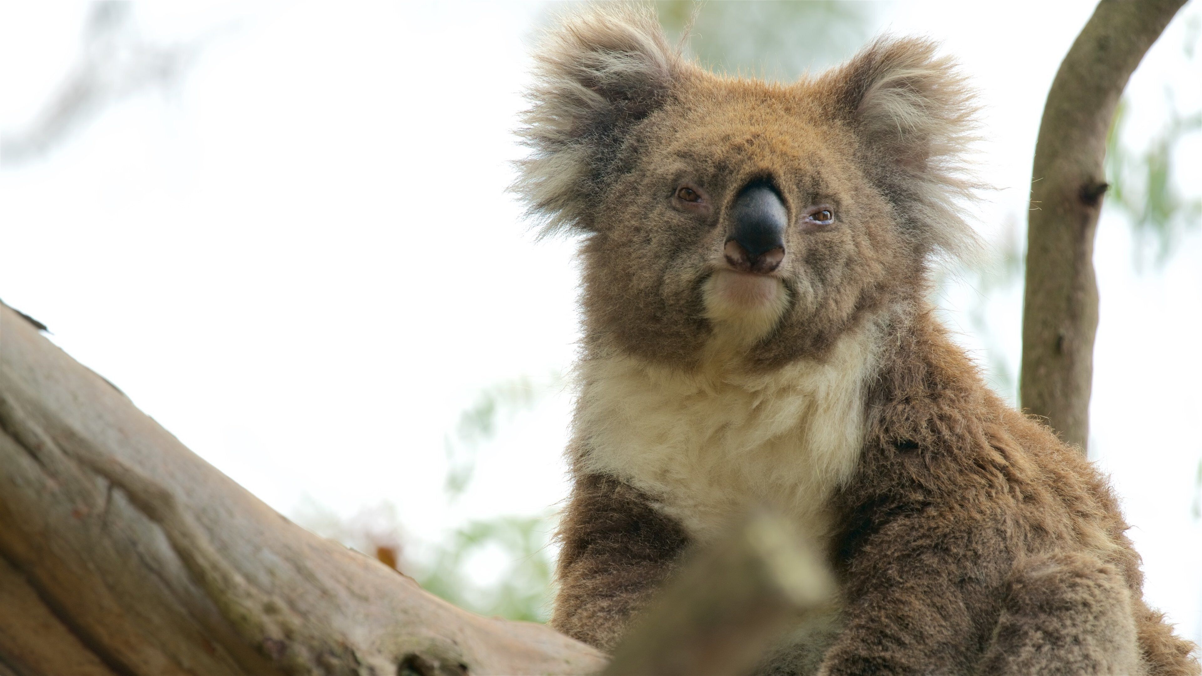 Phillip Island showing zoo animals and cuddly or friendly animals