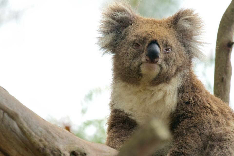A koala sitting on a tree branch.