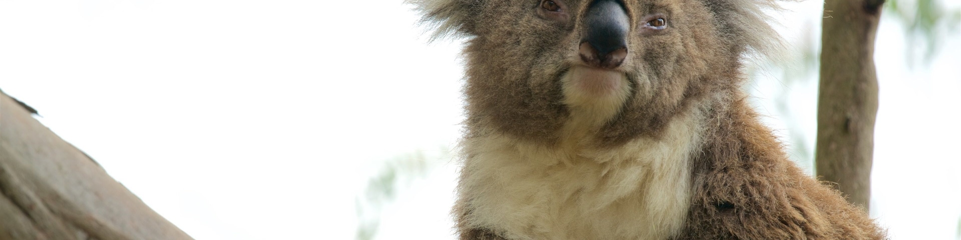 Phillip Island which includes cuddly or friendly animals and zoo animals