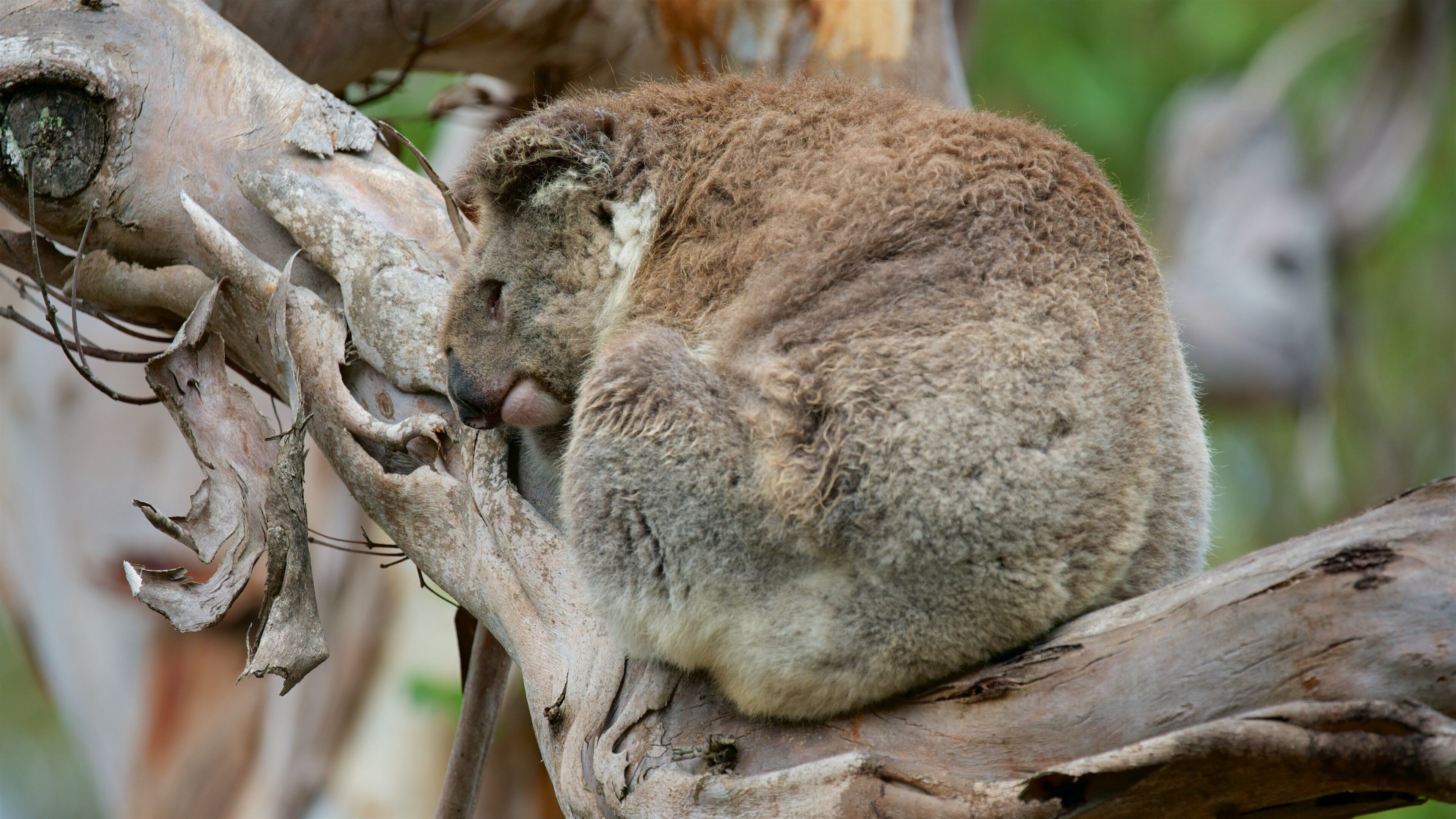 Phillip Island which includes zoo animals and cuddly or friendly animals