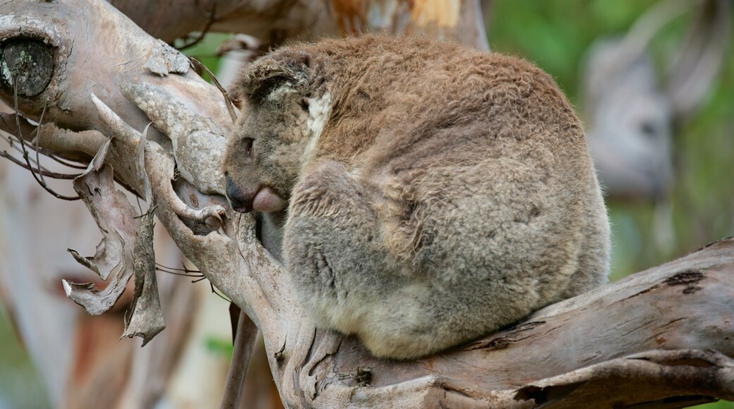 Phillip Island which includes zoo animals and cuddly or friendly animals