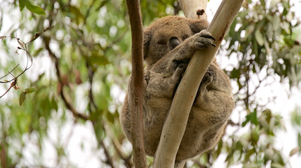 Koala Conservation Centre which includes cuddly or friendly animals