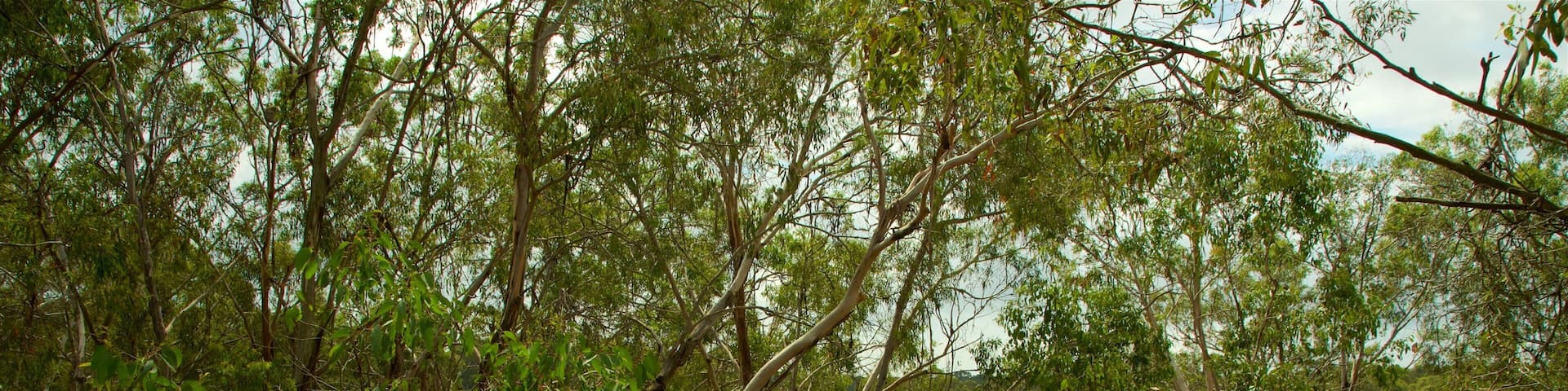 Phillip Island showing a garden