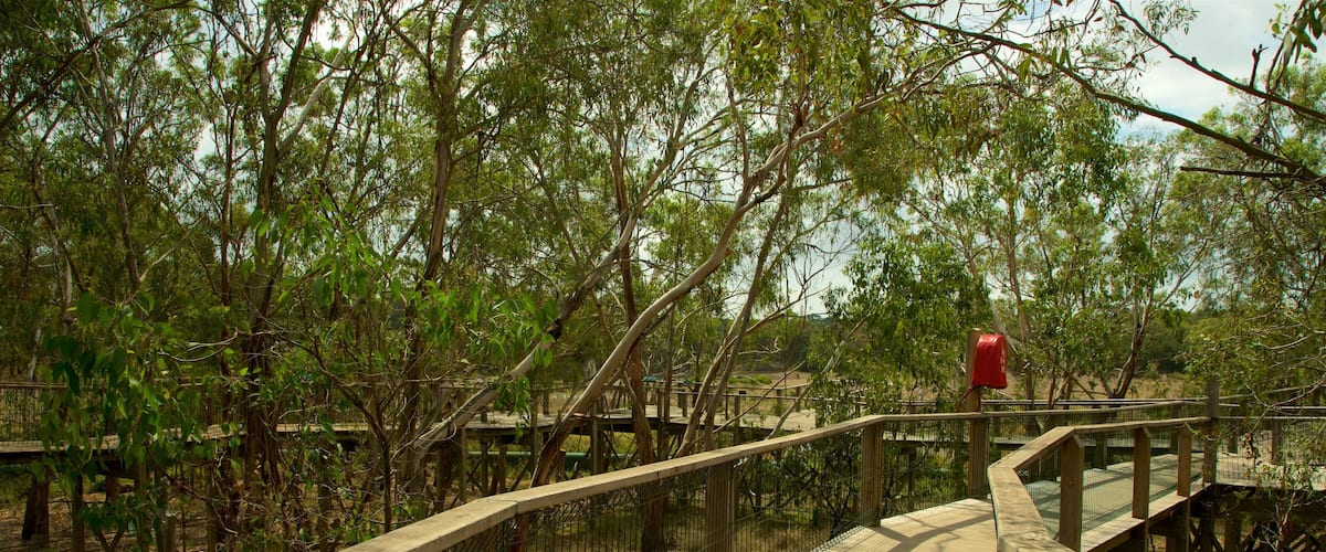 A wooden boardwalk through a mangrove forest with a red mailbox on the right.