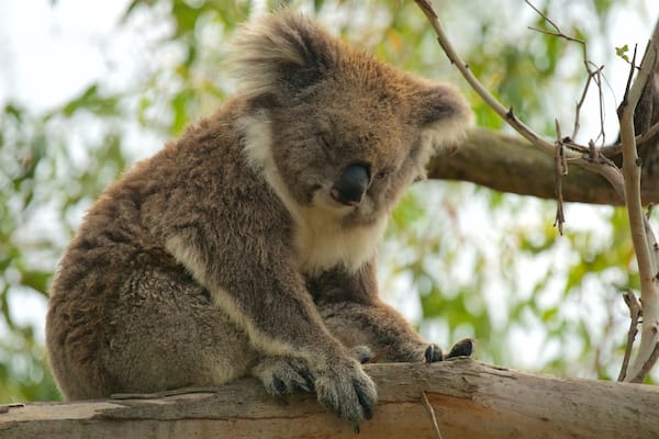 Un koala est assis sur une branche d’arbre.