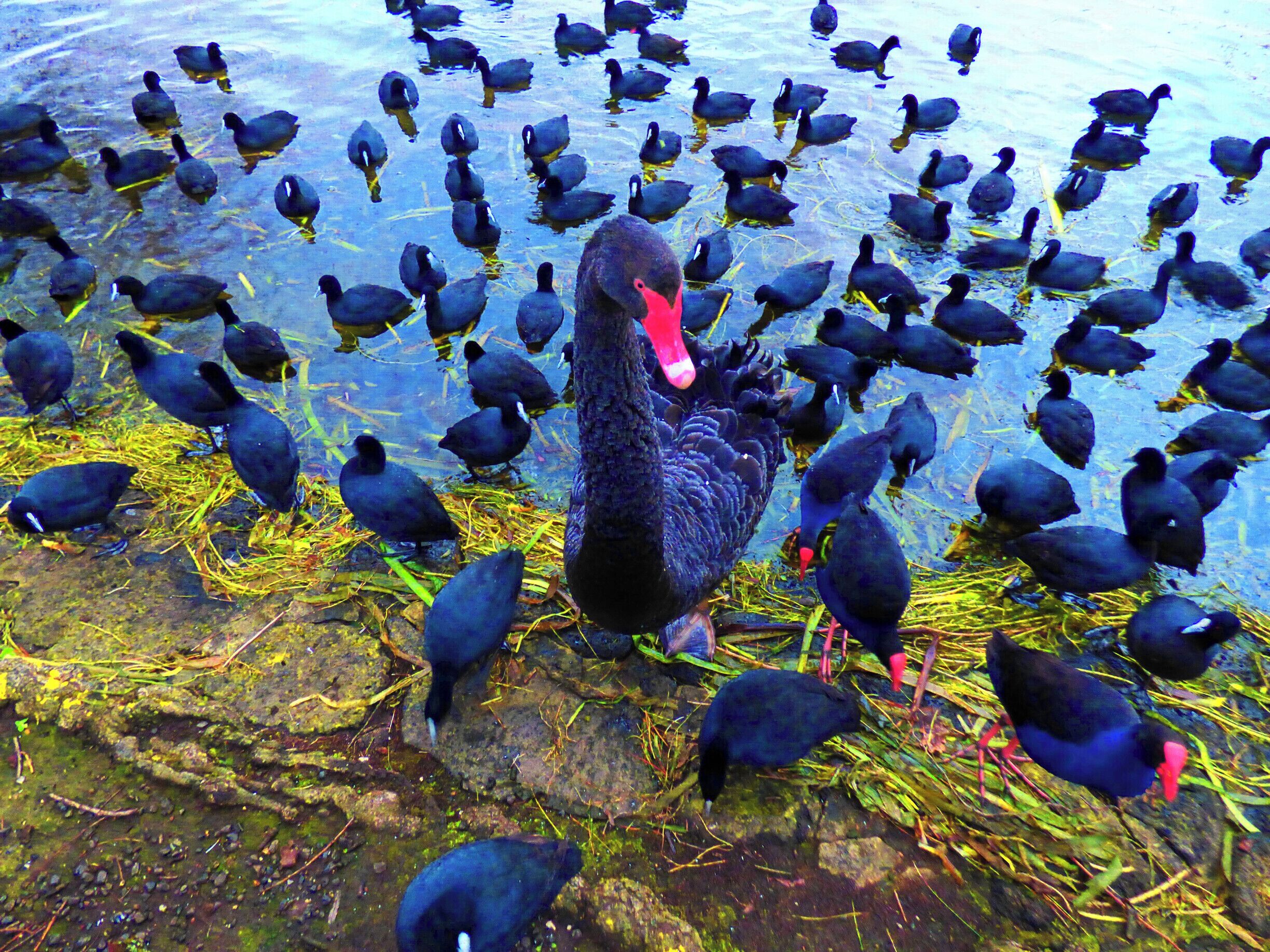Wildlife:
#Wildlife
#UrbanJungle
#Red beak of the Wildlife Nomadic Swan and the Purple Hens in Ballarat City Victoria Australia