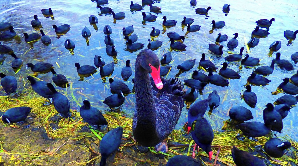 Wildlife:
#Wildlife
#UrbanJungle
#Red beak of the Wildlife Nomadic Swan and the Purple Hens in Ballarat City Victoria Australia