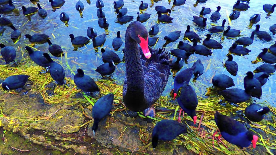 Wildlife:
#Wildlife
#UrbanJungle
#Red beak of the Wildlife Nomadic Swan and the Purple Hens in Ballarat City Victoria Australia