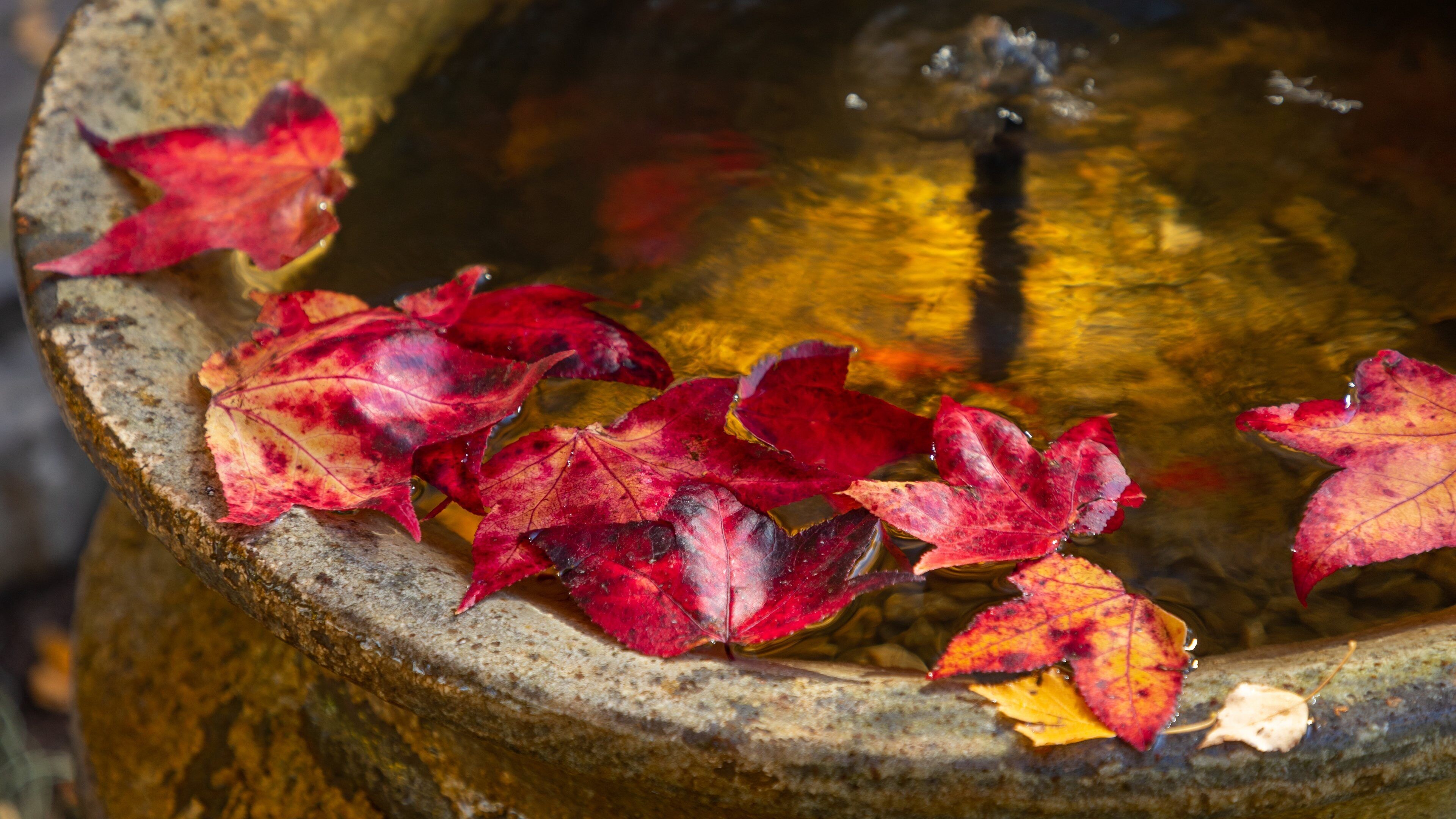Orange Botanic Gardens featuring a fountain and fall colors