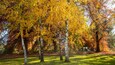 Un parc où l’on peut admirer des bouleaux aux feuilles d’automne aux couleurs flamboyantes.