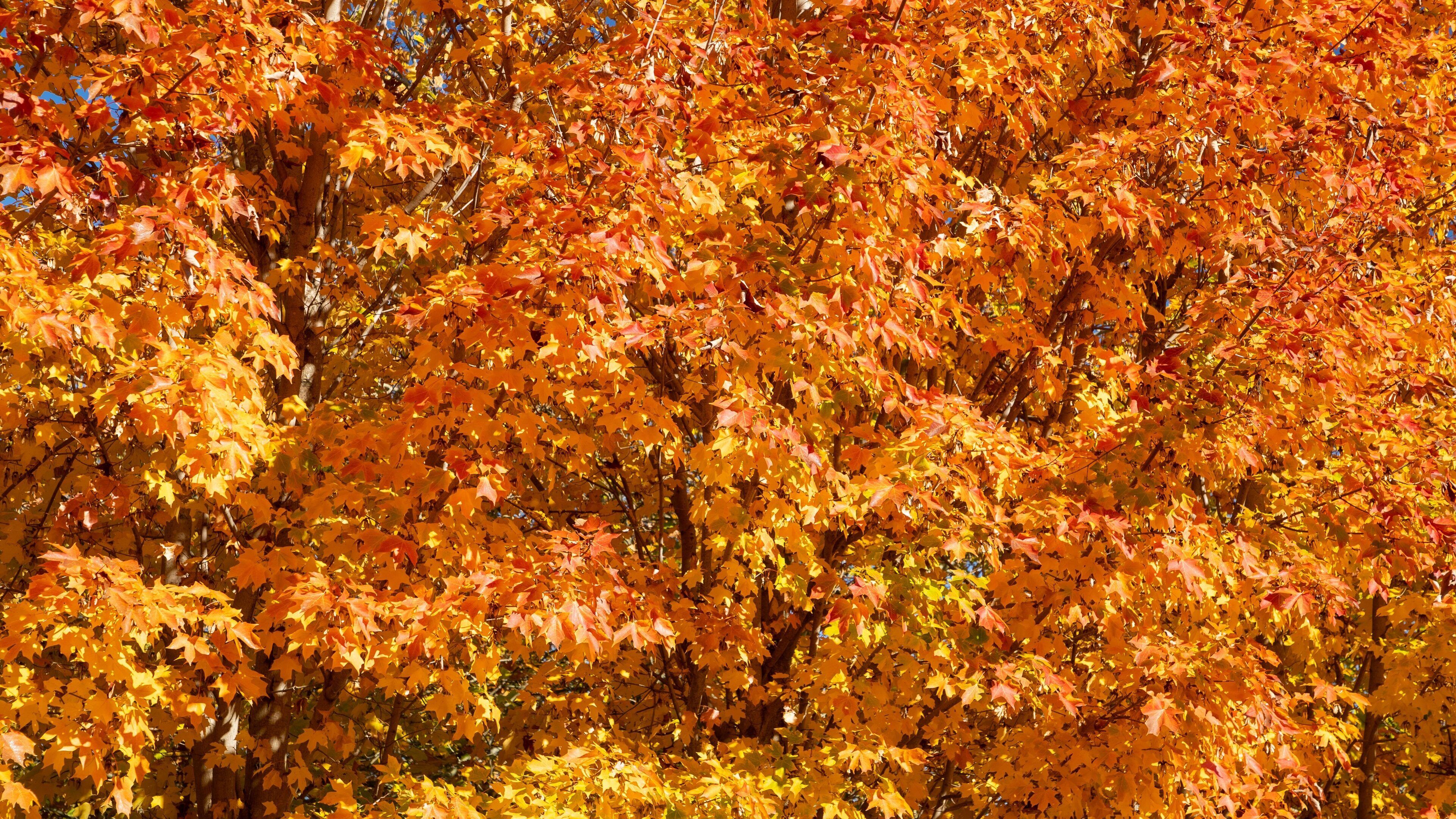 Orange Botanic Gardens featuring autumn leaves