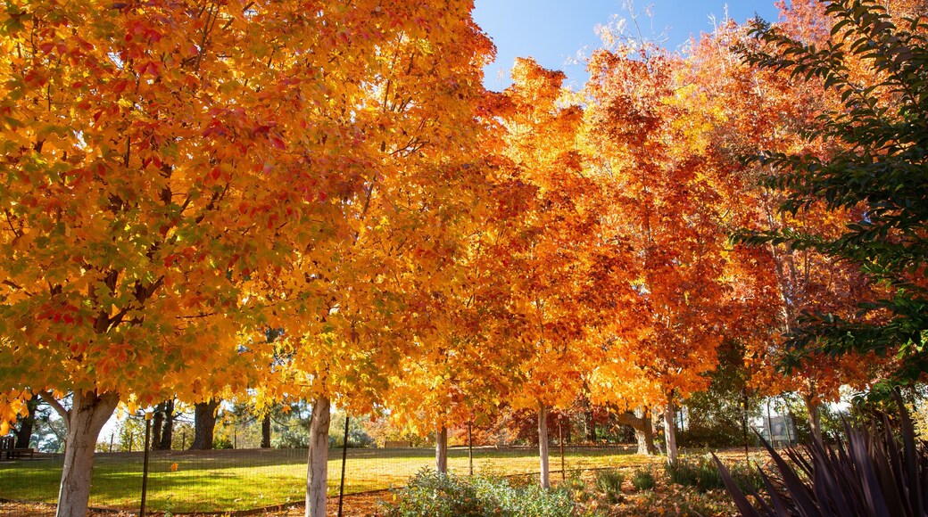 Orange Botanic Gardens featuring fall colors