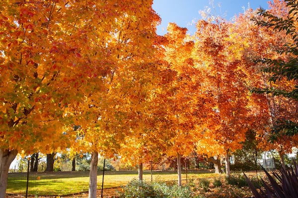 Orange Botanic Gardens featuring fall colors