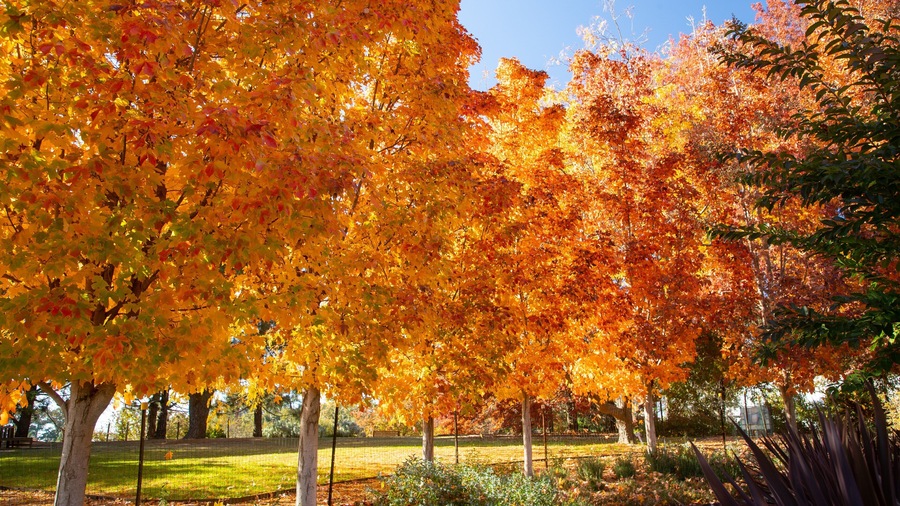Orange Botanic Gardens featuring fall colors
