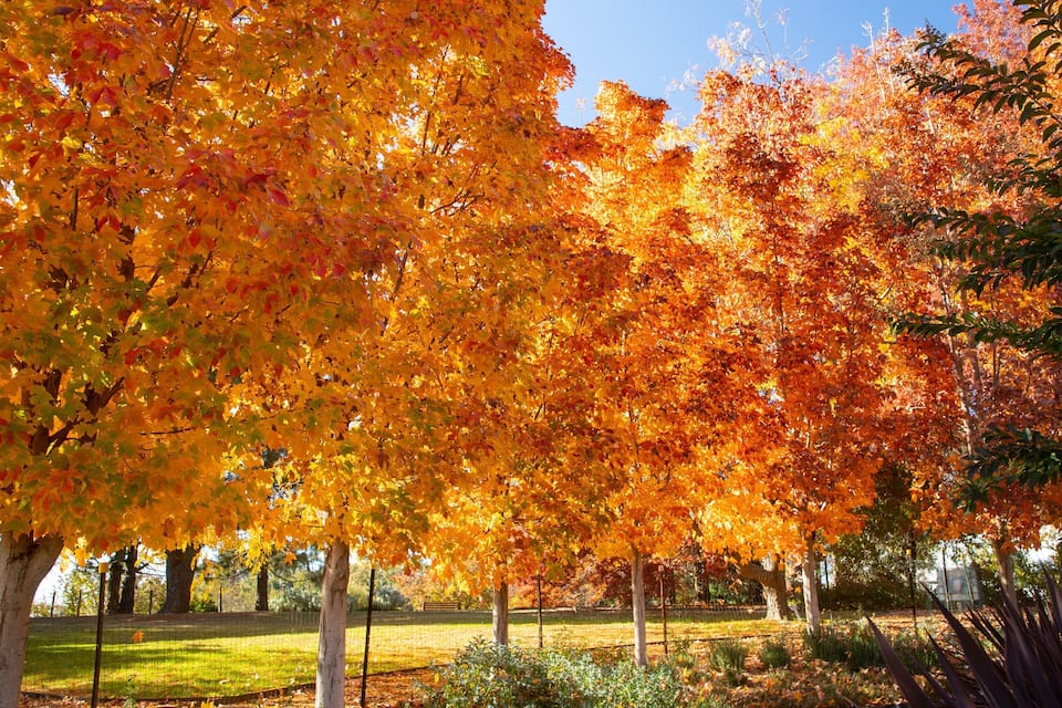 A park with autumn trees displaying vibrant orange and yellow leaves.