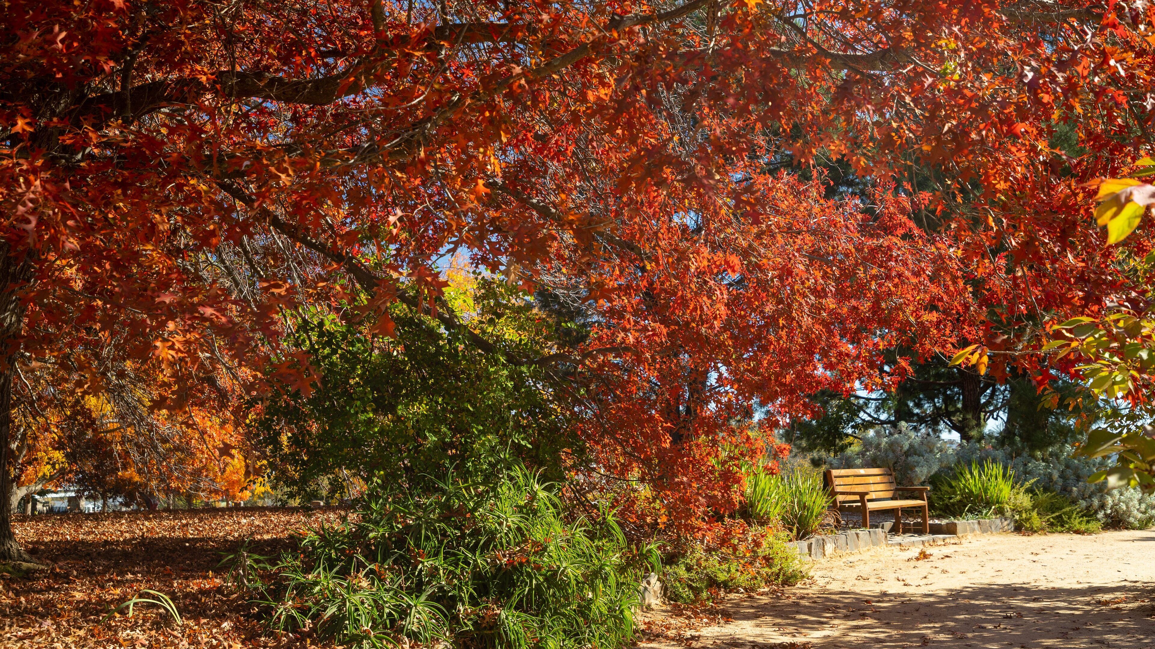 Orange Botanic Gardens showing a park and fall colors