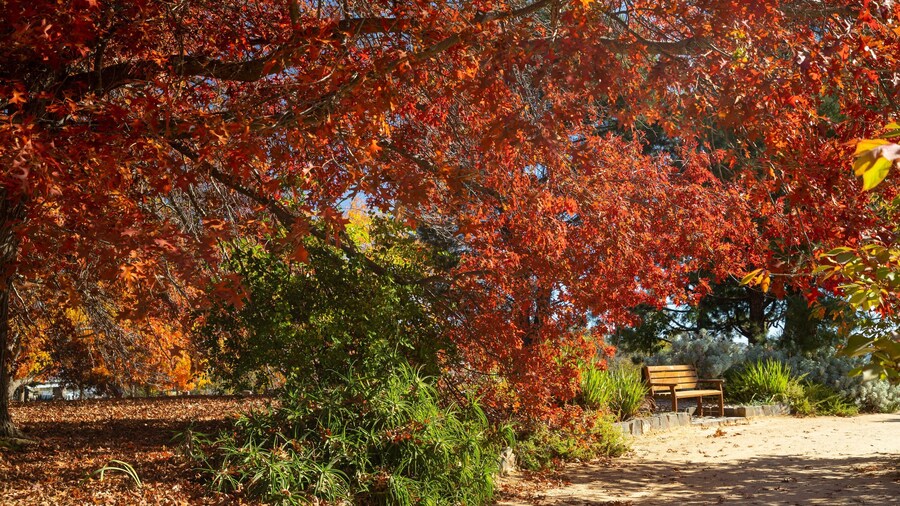 Orange Botanic Gardens showing a park and fall colors