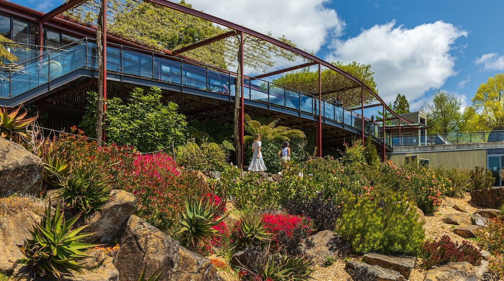 Blue Mountains Botanic Gardens, Mount Tomah showing flowers and a park