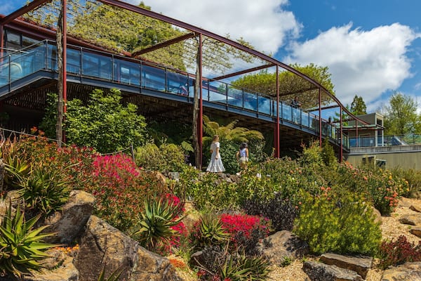 Blue Mountains Botanic Gardens, Mount Tomah showing flowers and a park