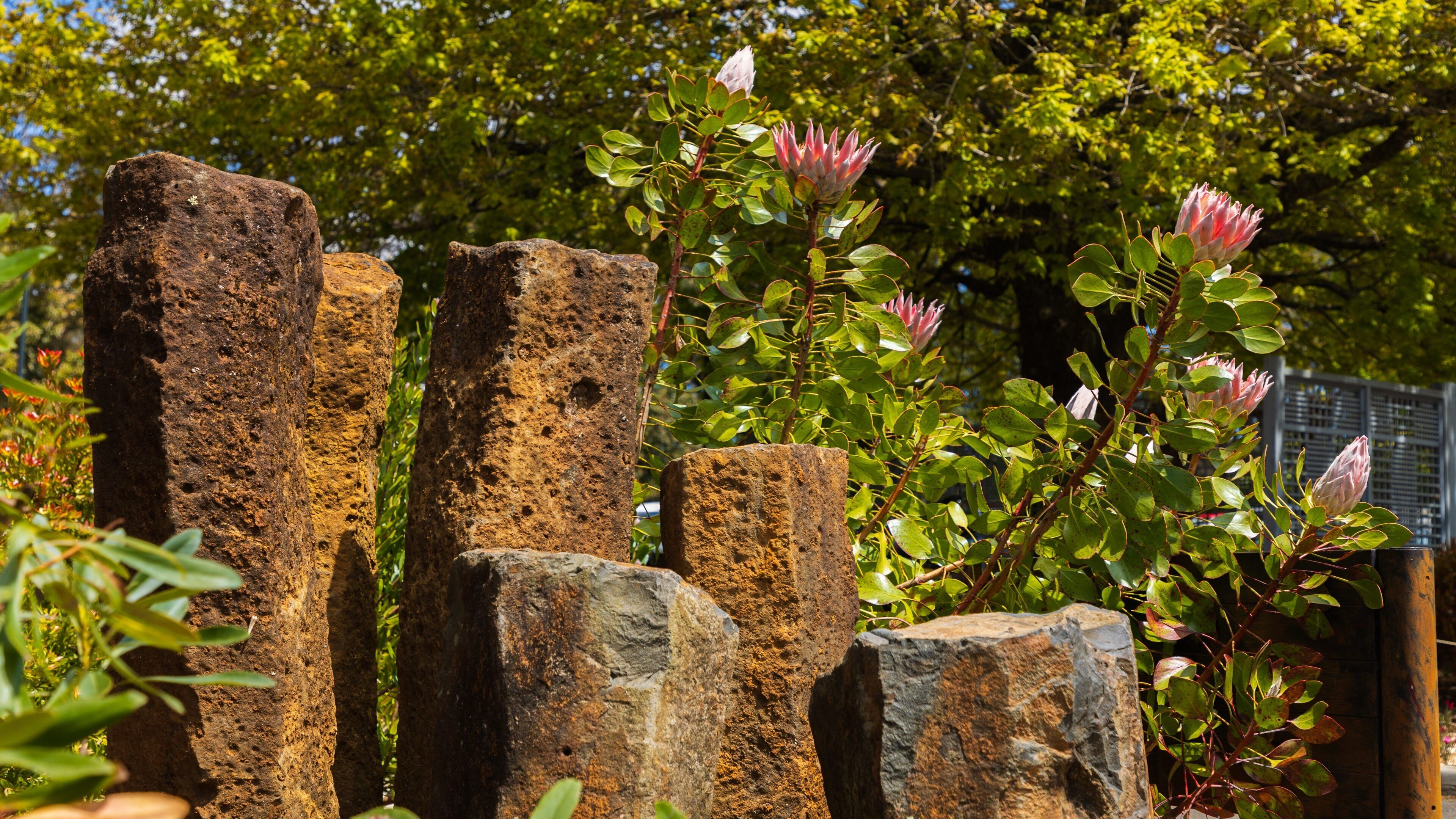 Blue Mountains Botanic Gardens, Mount Tomah showing wildflowers