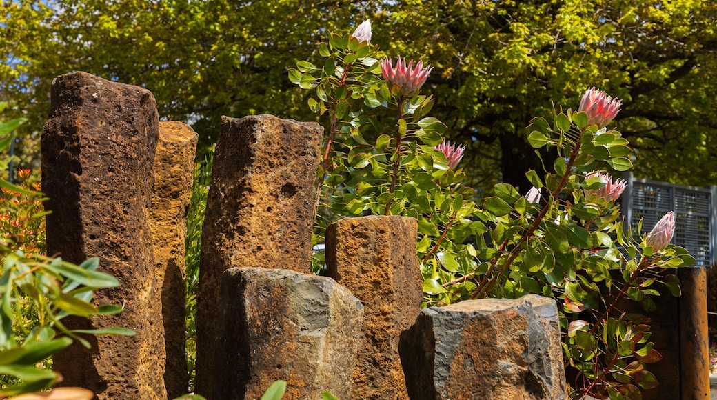 Blue Mountains Botanic Gardens, Mount Tomah showing wildflowers