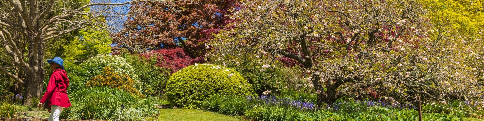Blue Mountains Botanic Gardens, Mount Tomah showing a garden as well as an individual femail
