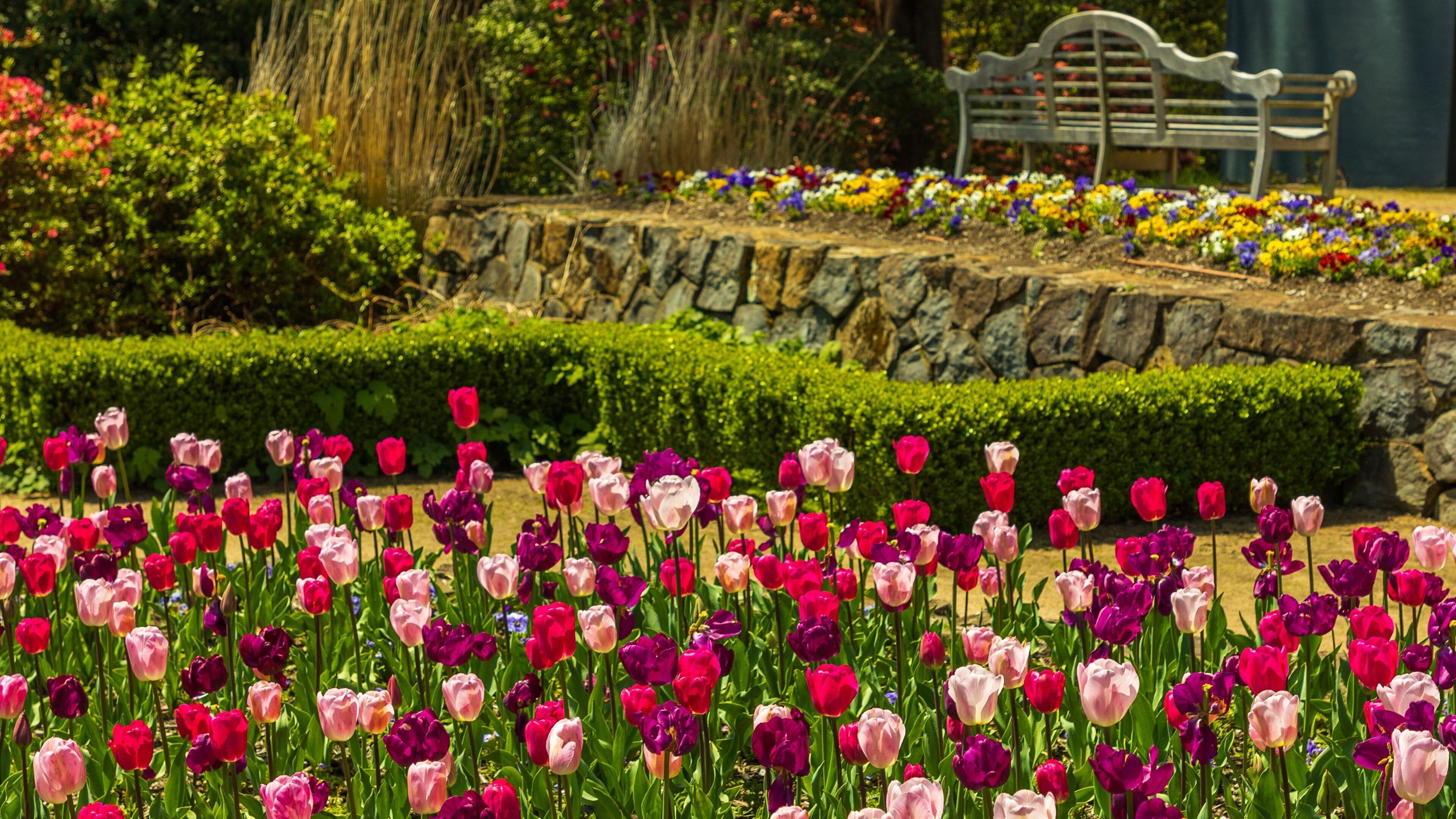Blue Mountains Botanic Gardens, Mount Tomah showing wildflowers, a garden and flowers