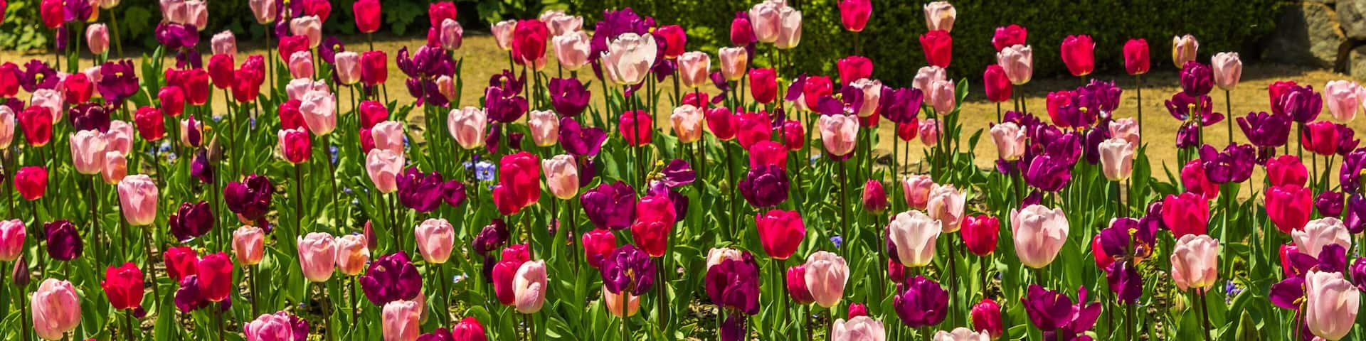 Blue Mountains Botanic Gardens, Mount Tomah showing wildflowers, a garden and flowers
