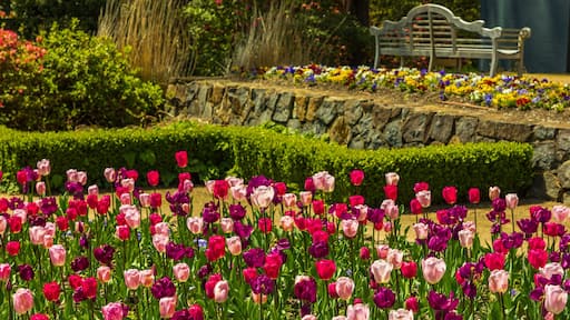 Blue Mountains Botanic Gardens, Mount Tomah showing wildflowers, a garden and flowers