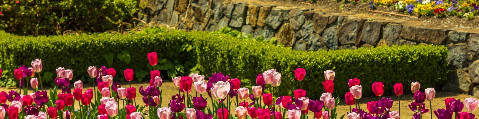 Blue Mountains Botanic Gardens, Mount Tomah showing wildflowers, a garden and flowers