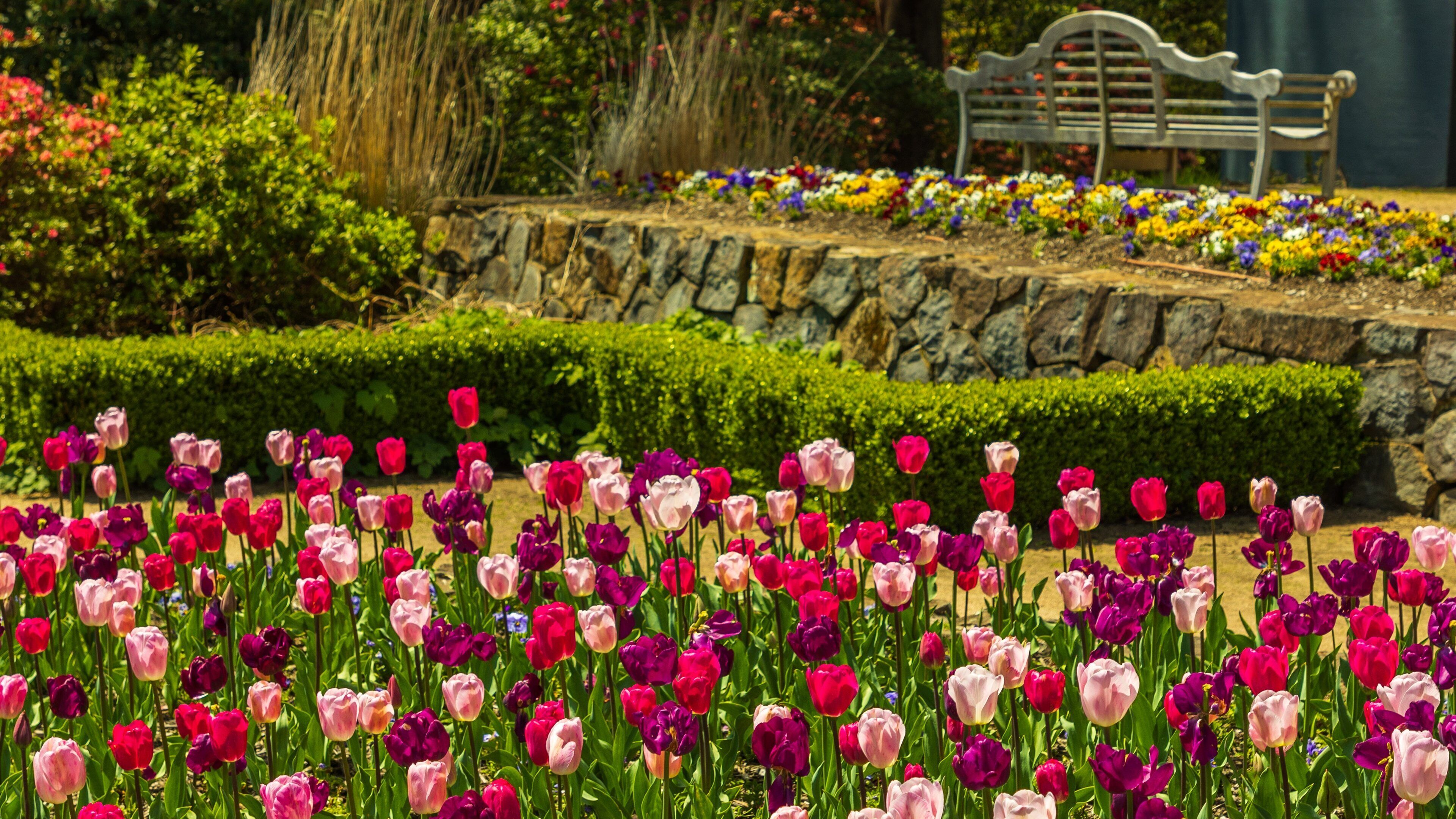 A garden with a variety of tulips in full bloom, a stone wall, and a wooden bench.
