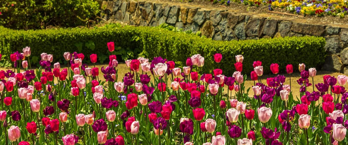 A garden with a variety of tulips in full bloom, a stone wall, and a wooden bench.