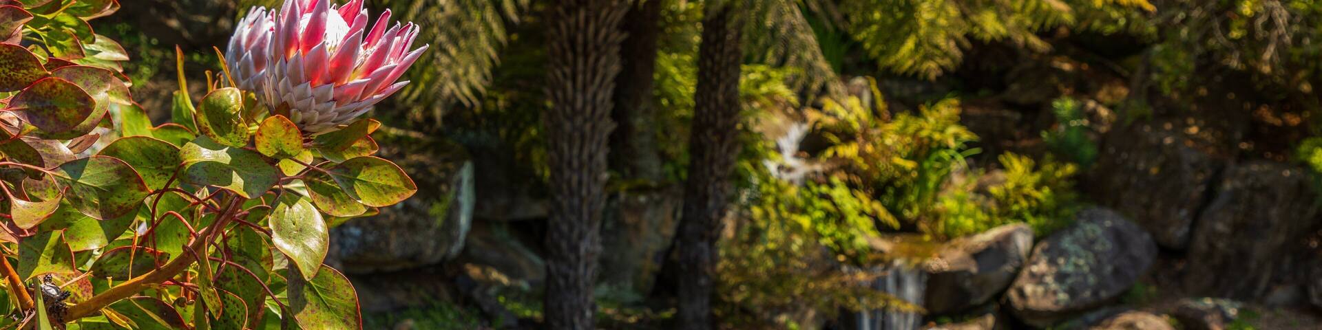 Blue Mountains Botanic Gardens, Mount Tomah featuring a pond and wildflowers