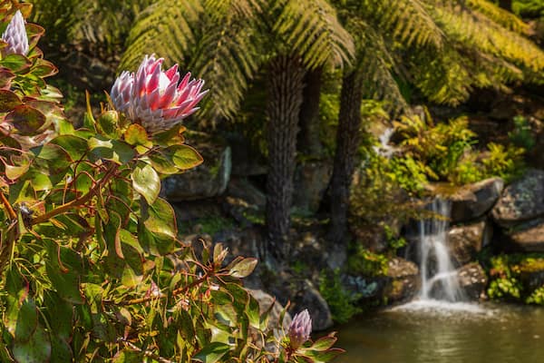 Blue Mountains Botanic Gardens, Mount Tomah featuring a pond and wildflowers
