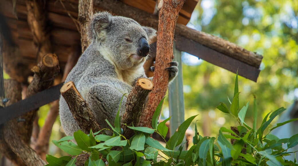 Koala Hospital showing zoo animals and cuddly or friendly animals
